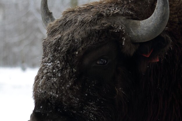 Photo animal hair