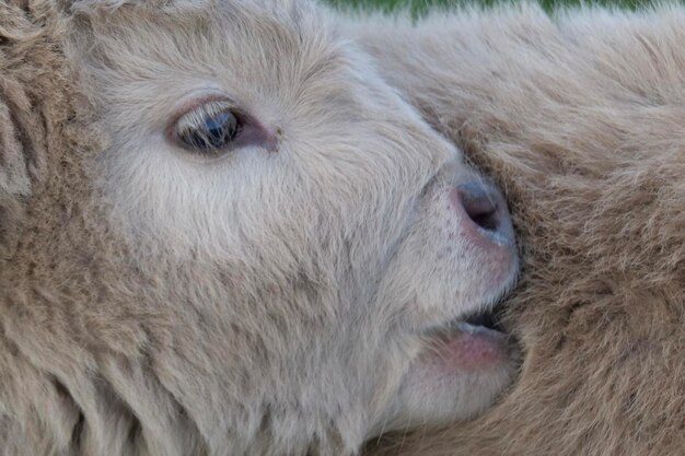 Photo animal hair