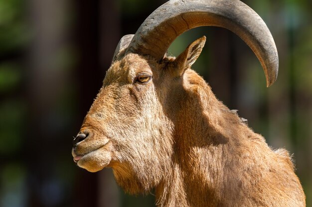 大きな角を持つ山羊の動物の頭