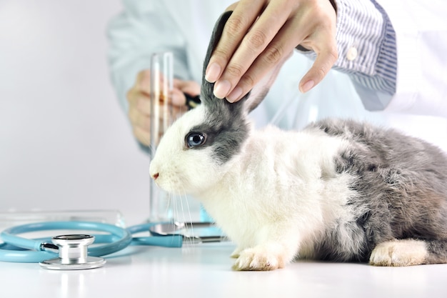 Photo animal and healthcare concept