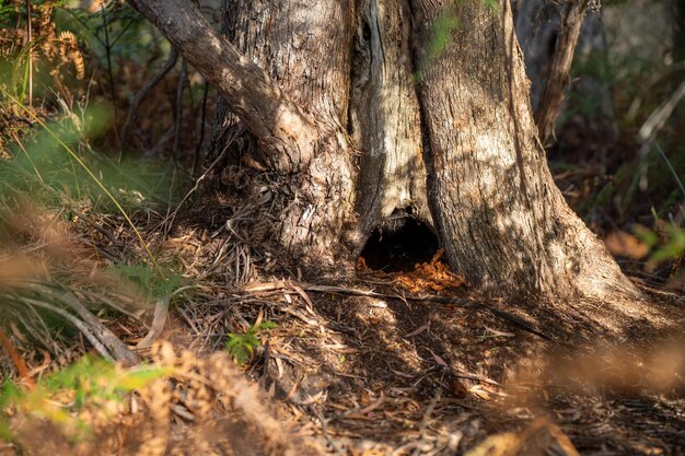 animal home in a hollow in a Tree and shrubs in the Australian bush forest Gumtrees and native plants growing in Australia