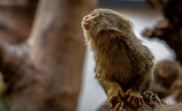 Animal in amsterdam zoo