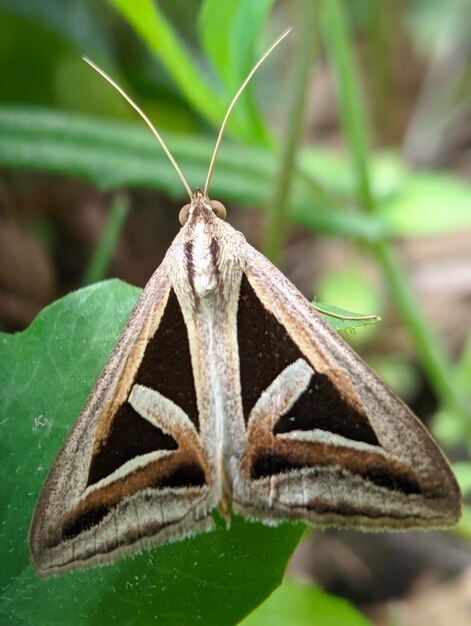 Animal leg in pinang