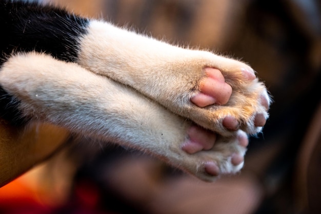 Photo animal legs of a domestic cat