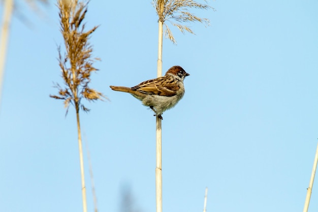 杖のスズメの動物の小鳥