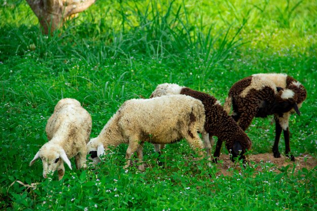 Animal migration in umbulan batin