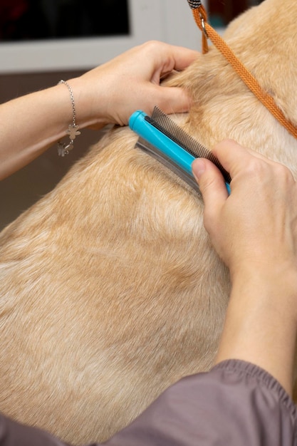 Animal molting. 
Combing the fur of the animal.