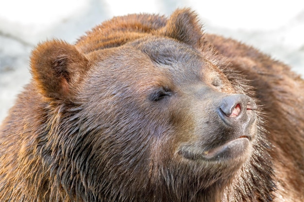 Animal muzzle of a large brown bear predator