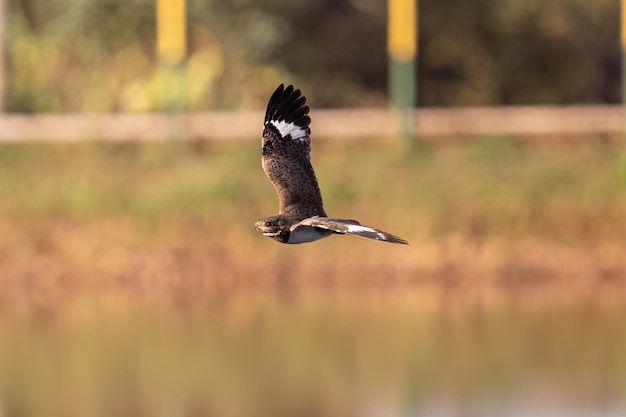 Animal Nacunda Nighthawk of the species Chordeiles nacunda in fly