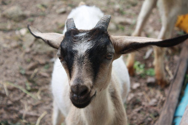 animal in nature,organic farm