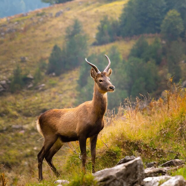 Animal nature photo of WorldWildlifeDay