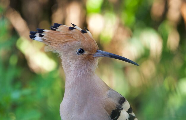 Animal neck