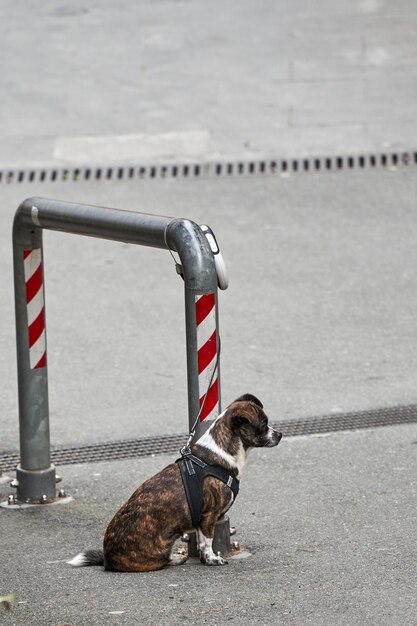 写真 屋外の動物 通りに座っている小さな犬 通りの犬の肖像画