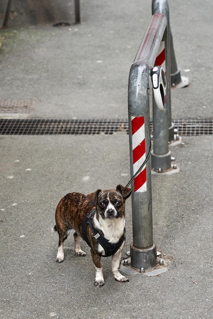 Foto animale all'aperto un cagnolino seduto per strada ritratto di un cane da strada