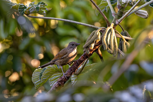 Photo animal pale breasted thrush bird