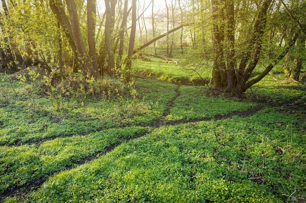 Animal paths leading through a spring forest with sun shining through leaves