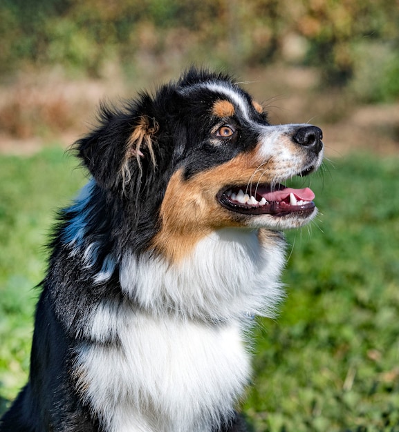 Animal, pet, jumping, dressage, obedience, object, training, competition, outdoor, field, nature, purebred