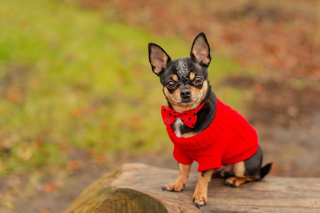 Animal, pet. Small chihuahua dog in a red sweater with a red bow tie.