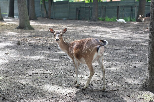 Animal planet, deer. Young beautiful roe deer.  Forest