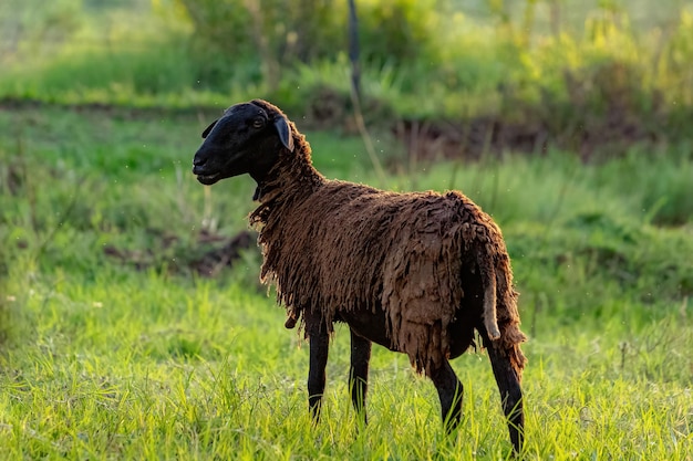 Animal raised adult sheep with selective focus