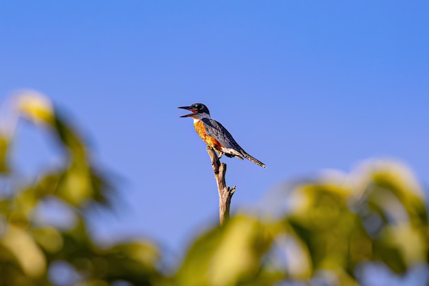 Photo animal ringed kingfisher bird