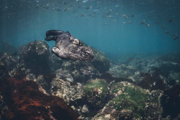 Photo animal on rock undersea