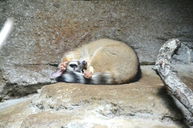 岩の上にある動物