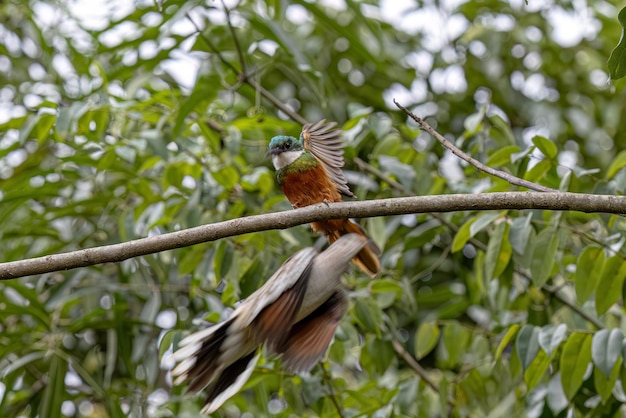 Animal Rufoustailed Jacamar Bird