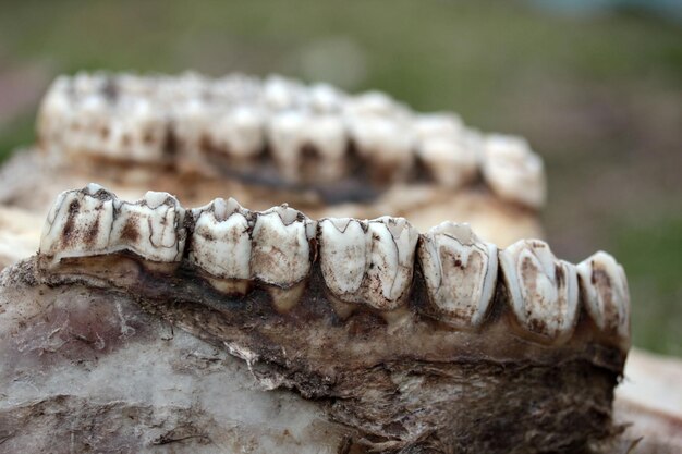 An animal's jawbone animal teeth on a skeleton