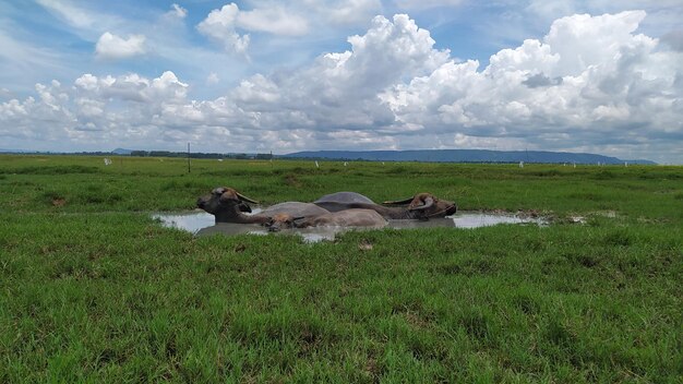 Animal scale in ban nong thum