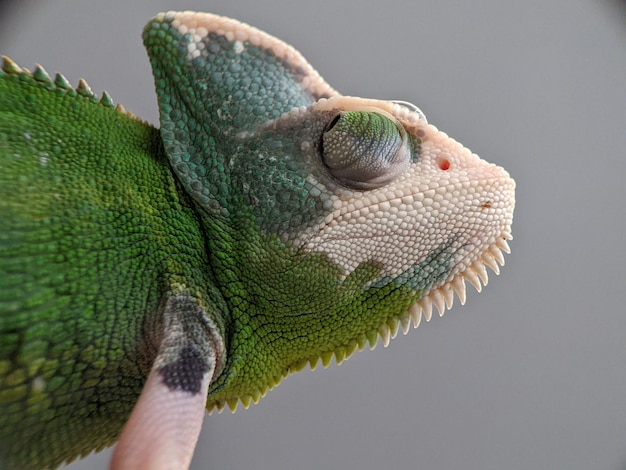 animal scale