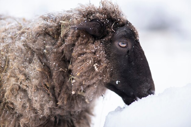 Animal, sheep is eating snow at winter snowy cold day.