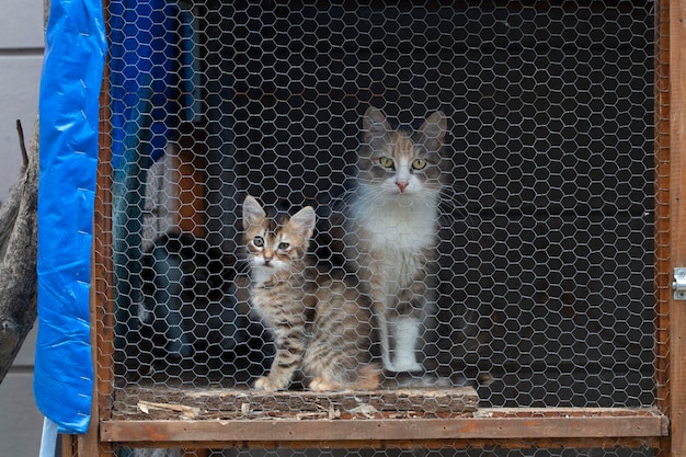 Animal shelter street cat in cage