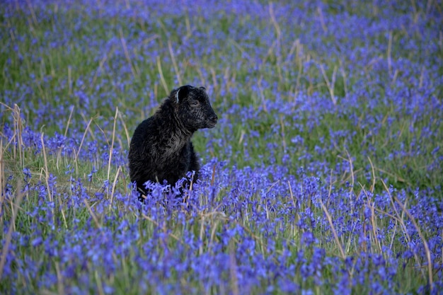 Animal sitting on field