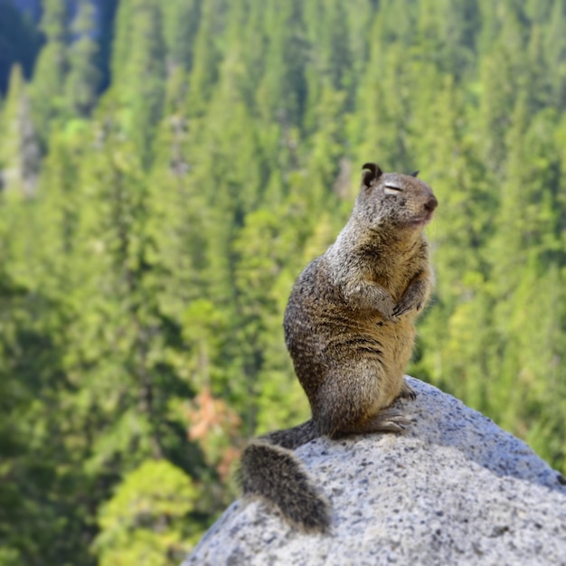 Foto animale seduto su una roccia