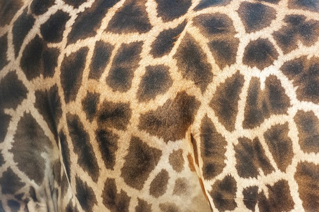 Photo animal skin background of the patterned fur texture on an african giraffe