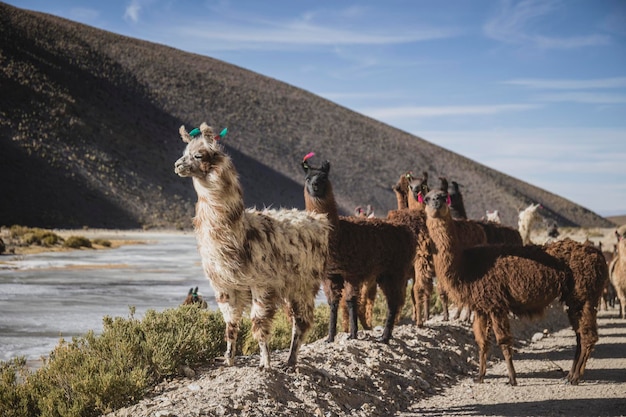 Foto animal in piedi sul campo contro il cielo