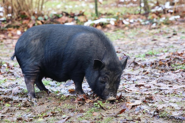 野原に立っている動物