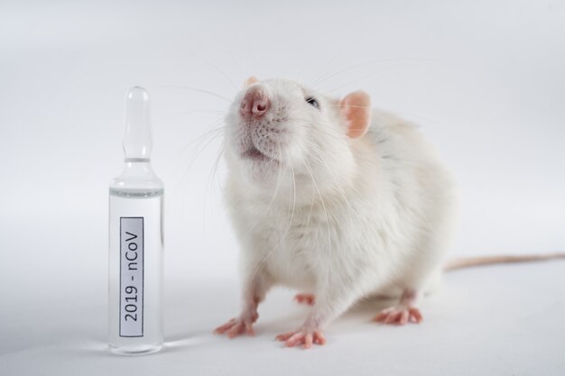 An animal stands near to the vaccine 2019-nCov on a white background