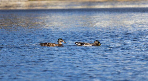 Photo animal themes in minnesota lake