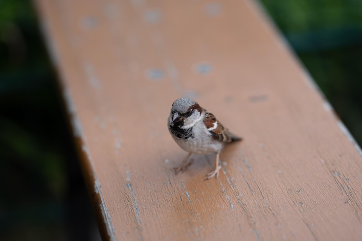 Photo 動物のテーマ