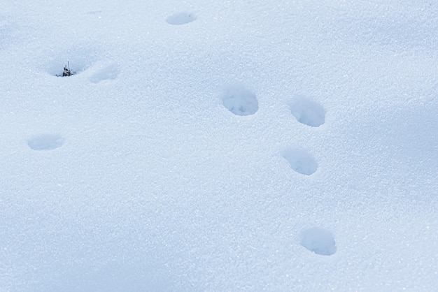 Animal tracks in deep snow