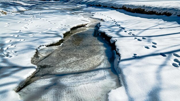 Animal tracks follow the ledge of the breaking ice on the winter snow covered stream