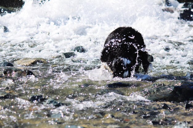 写真 動物が海を渡る