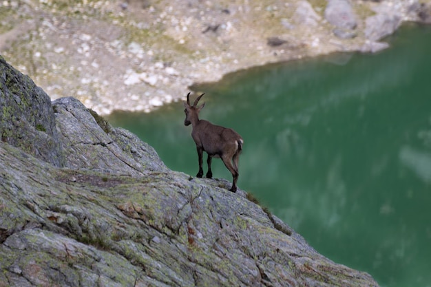 Foto animali che camminano in montagna