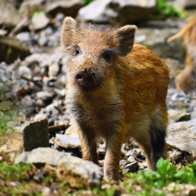 自然林で遊ぶ野生の若いクマの動物イノシシSusscrofa