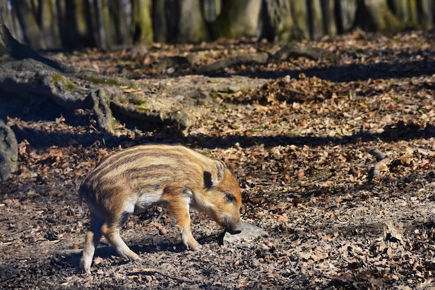 野生の動物イノシシ