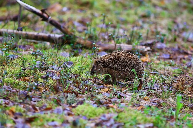 Photo animal wild in nature hedgehog in the forest, european hedgehog runs