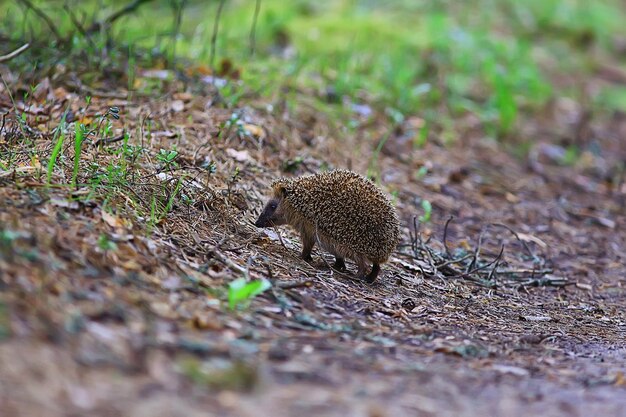 森の中の自然のハリネズミで野生の動物、ヨーロッパのハリネズミが実行されます