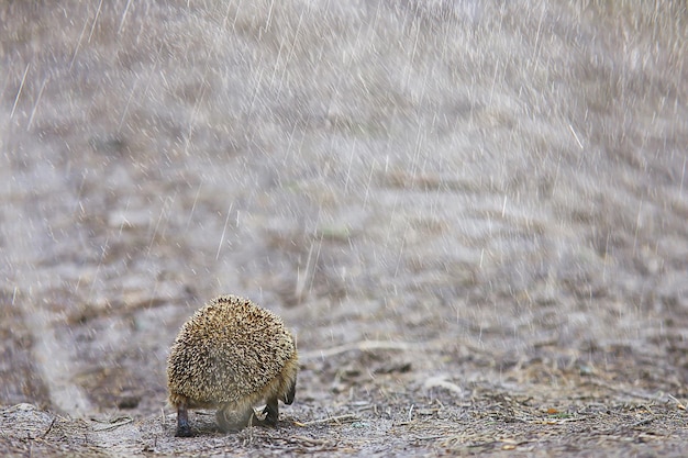 Animal wild in nature hedgehog in the forest, european hedgehog
runs